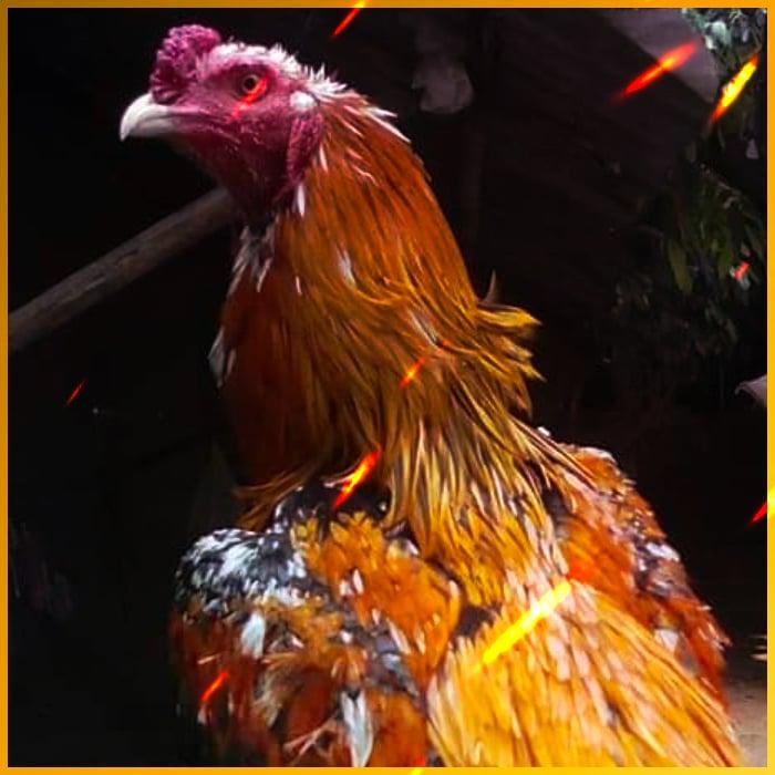 15 รับ 100 สุดฮิต จ่ายเต็มไม่มีกั๊ก ล่าสุด